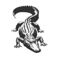 Stylized illustration of an alligator from above vector
