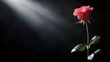 A solitary red rose illuminated by soft light against a dark background. photo
