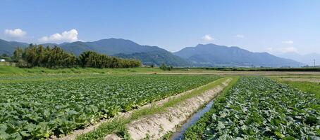 A scenic view of a vegetable field with mountains in the background. photo