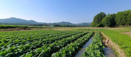 Expansive green fields with rows of crops under a clear blue sky. photo