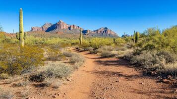 A scenic desert path lined with cacti and mountains under a clear sky. photo