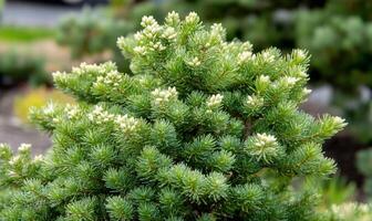 Close-up of a green coniferous plant with white buds. photo