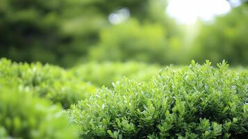 Lush green foliage creating a serene and tranquil natural environment. photo