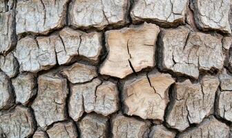 Close-up of textured tree bark showcasing natural patterns and cracks. photo