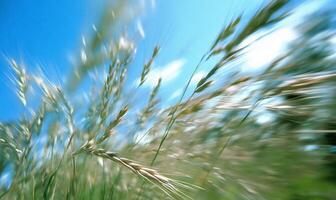 Blurry grass swaying in the wind under a bright blue sky. photo