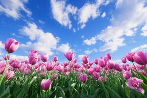 A vibrant field of pink tulips under a blue sky with fluffy clouds. photo