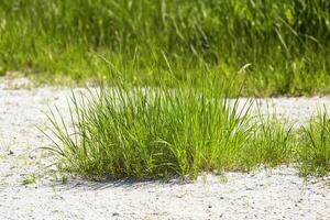 A patch of green grass growing on a sandy surface. photo
