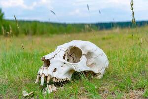 A weathered animal skull resting on green grass in a natural setting. photo