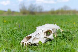 A skull resting on grass in a natural outdoor setting. photo