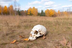 A skull rests on the ground amidst autumn foliage and a clear sky. photo