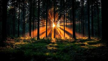 Magical Sunrise Rays Illuminating Forest Path Nature Photography photo
