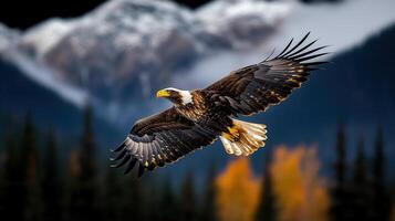 Majestic Bald Eagle in Flight over Autumnal Mountain Landscape photo