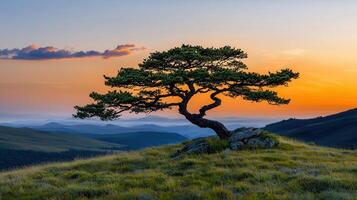 Majestic Lone Tree on Mountaintop at Sunset Serene Landscape Photography photo