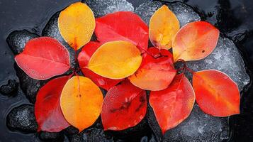 Vibrant Autumn Leaves on Ice Red and Orange Fall Foliage Nature Photography photo