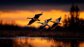 Majestic Geese in Flight at Sunset over Calm Water Wildlife Photography photo