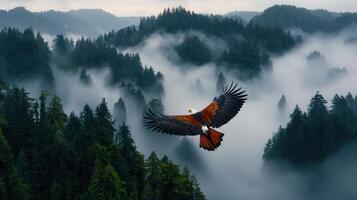 Majestic Eagle Soaring Above Misty Mountain Forest Landscape photo