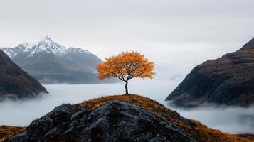 Solitary Autumn Tree on Mountain Peak Misty Valley Landscape Photography photo