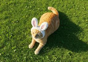 A cat wearing bunny ears on the grass photo