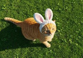 An orange cat wearing bunny ears on the grass photo