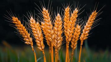 Golden Wheat Stalks Ripe Harvest Agriculture Close up View of Grains photo