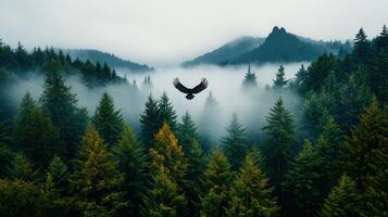 Majestic Eagle Soaring Above Misty Evergreen Forest Landscape photo