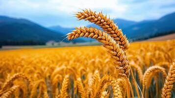 Golden Wheat Field Landscape Ripe Ears of Grain in Summer Harvest photo