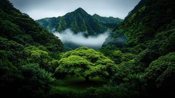 Lush Green Rainforest Valley Landscape with Majestic Mountains and Fog photo