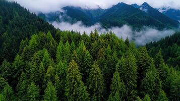 Majestic Mountain Forest Landscape Aerial View of Evergreen Trees and Misty Peaks photo
