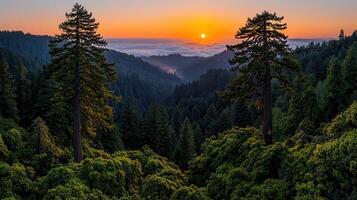Majestic Redwood Forest Sunset Panoramic View of Coastal Redwoods with Golden Hour Light photo