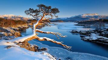 Majestic Winter Landscape Snow Covered Tree Over Frozen Lake and Mountain Range photo
