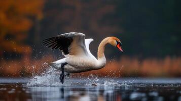 Majestic Whooper Swan Taking Flight Water Splashing Autumnal Background photo