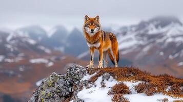 Majestic Red Wolf Standing on Snowy Mountain Peak Winter Landscape photo
