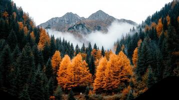 Majestic Mountain Scenery Autumnal Forest with Golden Larch Trees and Misty Peaks photo