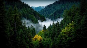 Misty Mountain Forest Landscape Lush Evergreen Trees Fog and Golden Autumn Accents photo
