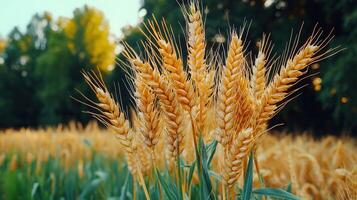 Golden Wheat Field Close up Ripe Ears of Grain in a Sunny Agricultural Landscape photo