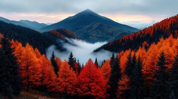 Majestic Mountain Landscape Autumnal Forest with Fog and Vivid Red Trees photo