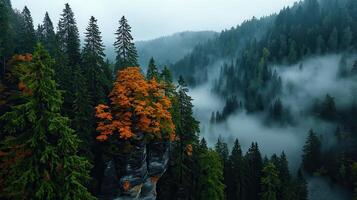 Majestic Autumnal Forest Landscape Misty Mountains Orange Maple Tree on Cliff Aerial View photo