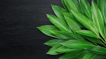 Lush Green Tropical Leaves with Water Droplets on Dark Background Nature Texture photo