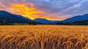 Golden Wheat Field at Sunset with Majestic Mountain Range Landscape photo
