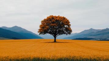 Solitary Autumn Tree in Golden Wheat Field with Mountain Background Landscape Photography photo