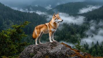 Majestic Red Wolf Standing on Mountaintop Foggy Forest Landscape photo