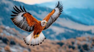 Majestic Red Brown Hawk Soaring Over Mountainous Landscape Wings Spread Wide photo