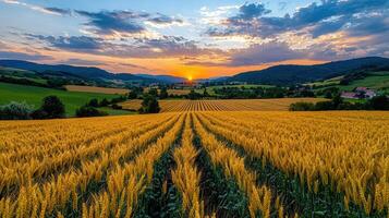 Golden Wheat Field at Sunset Rolling Hills Landscape Rural Scene photo