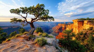 Majestic Sunset Over Grand Canyon with Lone Juniper Tree photo