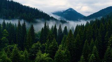 Majestic Misty Mountain Forest Landscape Coniferous Trees Foggy Peaks Nature Scenery photo