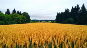 Golden Wheat Field Landscape Rural Scenery with Trees and Cloudy Sky photo