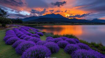 Serene Sunset Landscape Lavender Field by Lake with Mountain View photo