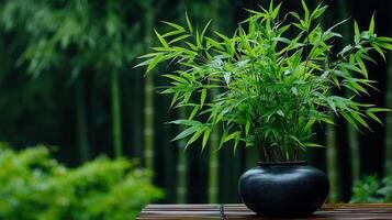 Lush Green Bamboo Plant in Dark Pot Serene Nature Scene Tranquil Garden photo