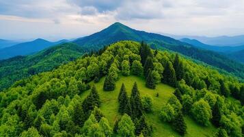 Lush Green Mountaintop Forest Landscape with Rolling Hills and Distant Blue Mountains photo
