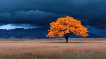 Solitary Autumn Tree in Field with Dramatic Stormy Sky and Mountains photo